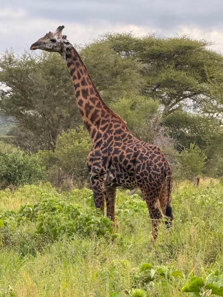 A Masai giraffe on the savanna