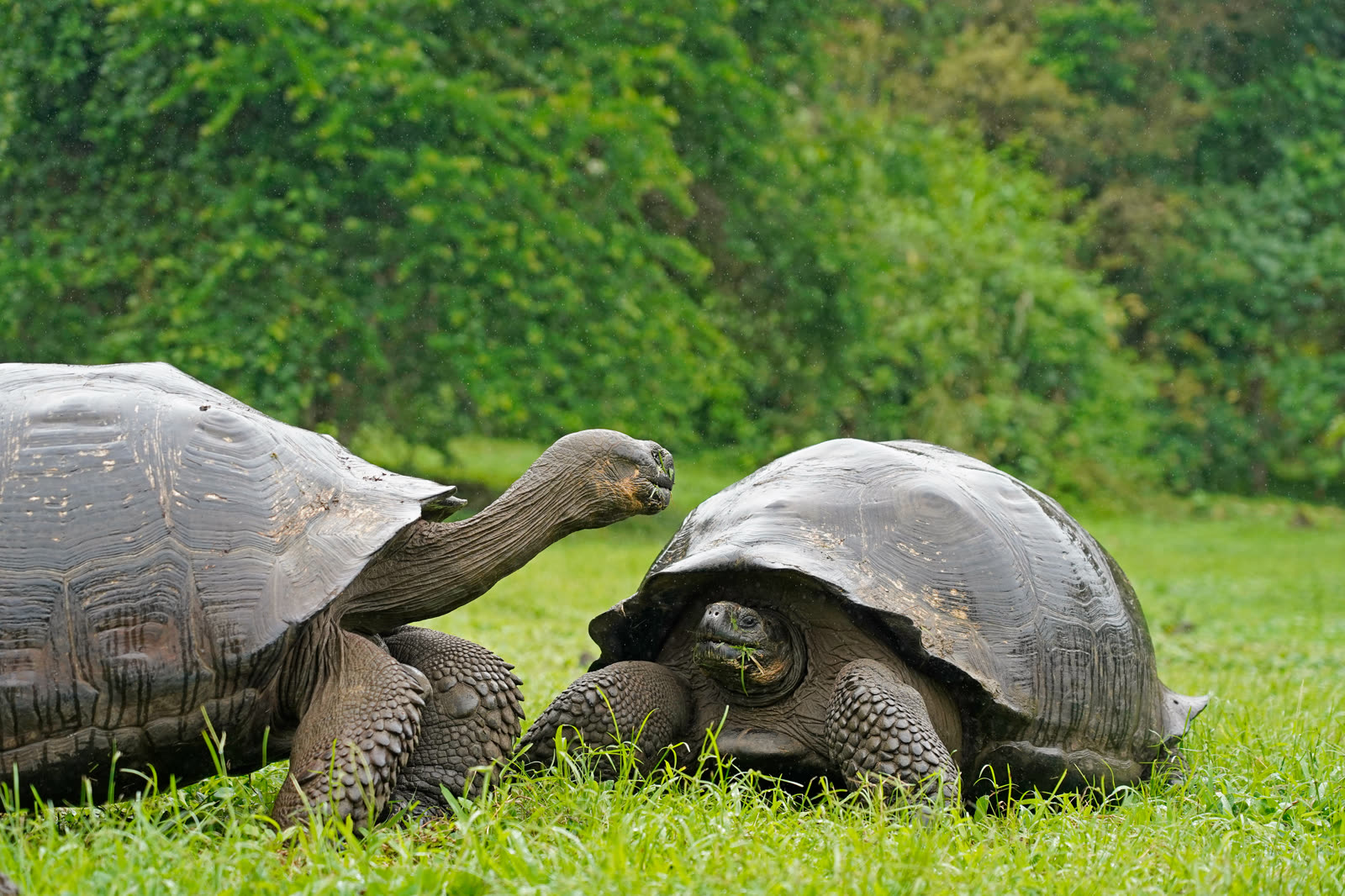 Two Galápagos giant tortoises in the green highlands