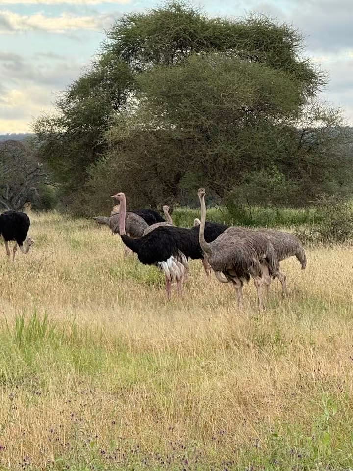 Ostriches on the Serengeti plains